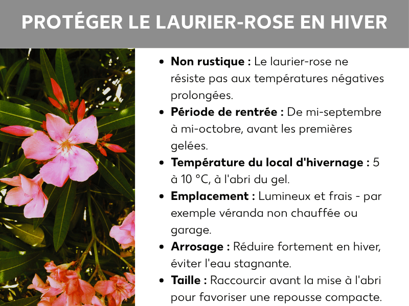 Infographie : « Préparer l'oléandre pour l'hiver » avec une photo de lauriers-roses en fleurs (roses et rouges) et six points clés : l'oléandre n'est pas rustique et ne survit pas aux températures négatives prolongées. Mise à l'abri entre mi-septembre et mi-octobre, avant les premières gelées. Abri hivernal : 5-10 °C, hors gel, lumineux et frais (véranda non chauffée ou garage, par exemple). Arrosage très réduit en hiver, éviter l'eau stagnante. Tailler avant la mise à l'abri pour favoriser une repousse compacte.