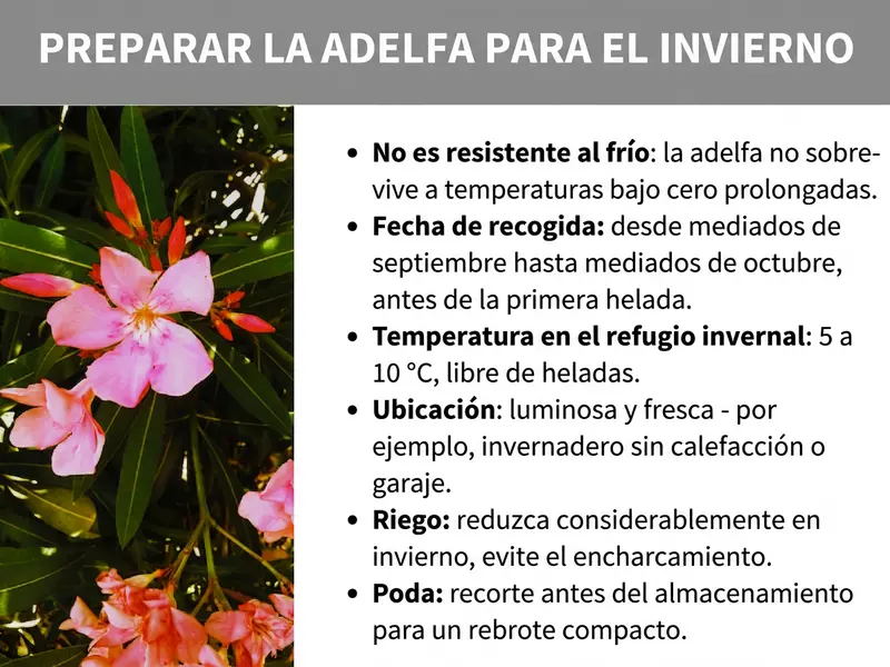 Infografía: infografía «Preparar la adelfa para el invierno» con una foto de adelfas en flor (flores rosas y rojas) y seis puntos clave: la adelfa no es resistente al frío y no sobrevive a temperaturas bajo cero prolongadas. Guardarla desde mediados de septiembre hasta mediados de octubre, antes de la primera helada. Lugar de hibernación: 5 a 10 °C, sin heladas, luminoso y fresco (p. ej., invernadero sin calefacción o garaje). Regar de forma muy reducida en invierno y evitar el encharcamiento. Podar antes de guardarla para favorecer una brotación compacta.