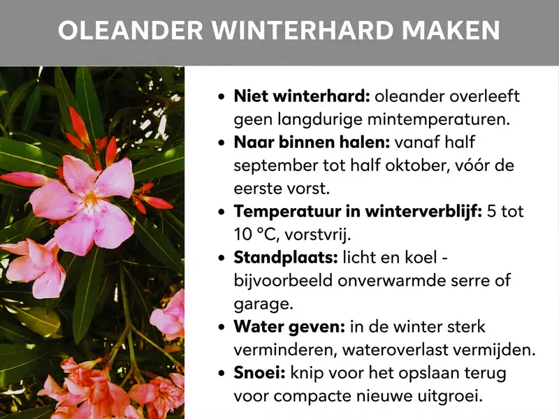 Infographic: Infographic "Oleander winterklaar maken" met een foto van bloeiende oleanderplanten (roze en rode bloemen) en zes aandachtspunten: oleander is niet winterhard en overleeft geen langdurige minustemperaturen. Opslaan vanaf half september tot half oktober, vóór de eerste vorst. Overwinteringsplek: 5–10 °C, vorstvrij, licht en koel (bijv. onverwarmde serre of garage). In de winter sterk verminderd water geven, wateroverlast vermijden. Vóór het opslaan terugsnoeien voor compacte nieuwe scheuten.