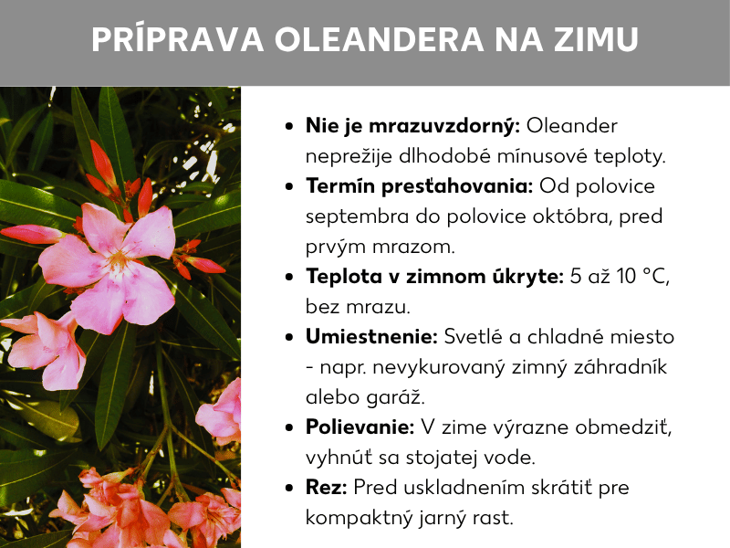 Infografika: Infografika „Ako ochrániť oleander v zime" s fotografiou kvitnúcich oleandrov (ružové a červené kvety) a šiestimi bodmi: Oleander nie je mrazuvzdorný a neprežije dlhodobé mínusové teploty. Uskladnite ho od polovice septembra do polovice októbra, pred prvým mrazom. Zimovisko: 5 – 10 °C, bez mrazu, svetlé a chladné (napr. nevykurovaná zimná záhrada alebo garáž). V zime výrazne obmedzte polievanie a vyhnite sa stojatej vode. Pred uskladnením zastrihnite pre kompaktný nový rast.