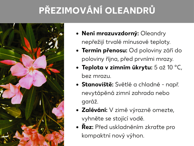 Infografika shrnující zazimování oleandru: fotka kvetoucího oleandru a klíčové body – stěhování před mrazem, teplota 5–10 °C, světlé místo, minimální zálivka a zimní řez.