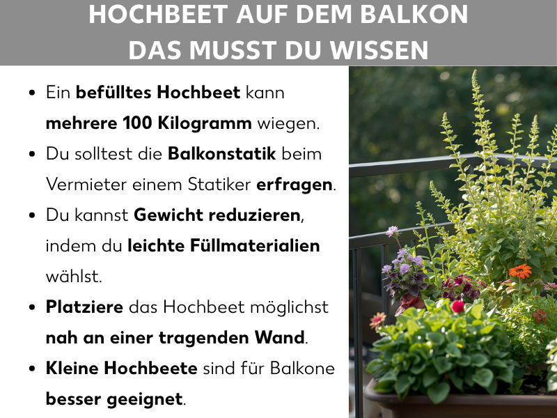 Infografik: Hochbeet auf dem Balkon – das musst du wissen. Die Liste umfasst fünf Punkte: 1. Ein befülltes Hochbeet kann mehrere 100 Kilogramm wiegen. 2. Du solltest die Balkonstatik beim Vermieter oder einem Statiker erfragen. 3. Du kannst Gewicht reduzieren, indem du leichte Füllmaterialien wählst. 4. Platziere das Hochbeet möglichst nah an einer tragenden Wand. 5. Kleine Hochbeete sind für Balkone besser geeignet. Rechts daneben ein Foto eines bepflanzten Hochbeets auf einem Balkon mit verschiedenen blühenden Pflanzen und Kräutern.