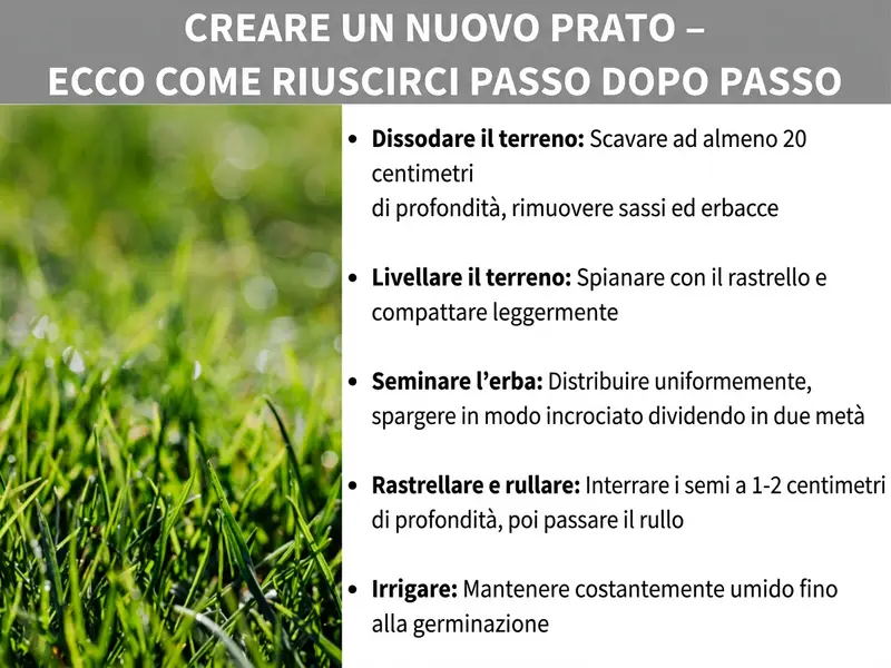 Infografica "Rifare il prato – Ecco come fare passo per passo" con cinque passaggi su sfondo verde: dissodare il terreno, livellare la superficie, seminare i semi, rastrellare e rullare, irrigare.