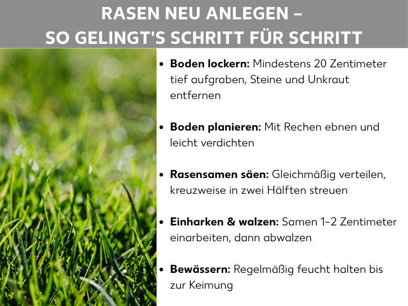 Infografik „Rasen neu anlegen – So gelingt's Schritt für Schritt" mit fünf Schritten auf grünem Rasenhintergrund: Boden lockern, Boden planieren, Rasensamen säen, Einharken & walzen, Bewässern.
