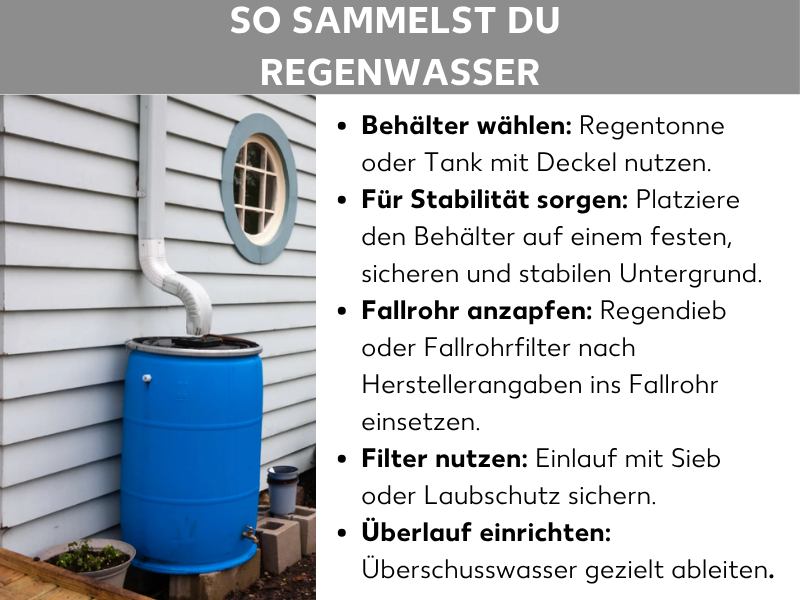 Infografik: Infografik zum Thema Regenwasser sammeln mit einem Foto eines blauen Regentonnen-Behälters neben einem Hausabflussrohr sowie fünf Schritten: Behälter wählen, für Stabilität sorgen, Fallrohr anzapfen, Filter nutzen und Überlauf einrichten.
