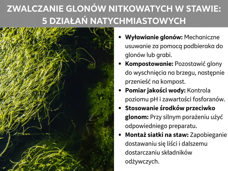 Infografika „Zwalczanie glonów nitkowatych w stawie: 5 natychmiastowych działań" ze zbliżeniem zielonych glonów nitkowatych w wodzie i pięcioma punktami: wyłowienie glonów, kompostowanie, pomiar jakości wody, użycie środka do zwalczania glonów, zamontowanie siatki na staw.