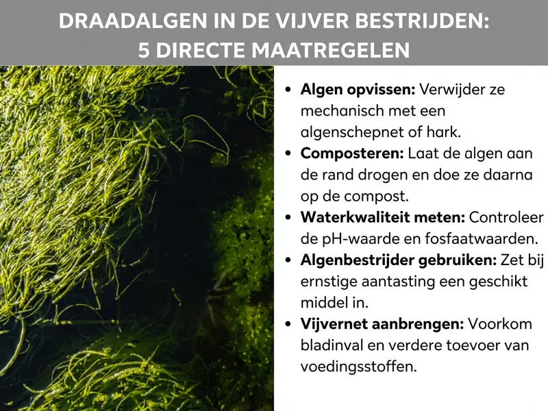 Infographic "Draadalgen in de vijver bestrijden: 5 noodmaatregelen" met close-up van groene draadalgen in het water en vijf bulletpoints: algen opscheppen, composteren, waterkwaliteit meten, algenbestrijder gebruiken, vijvernet aanbrengen.