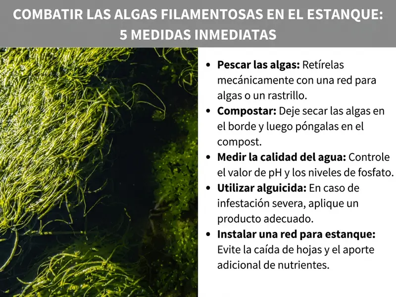 Infografía «Combatir las algas filamentosas en el estanque: 5 medidas inmediatas» con primer plano de algas filamentosas verdes en el agua y cinco puntos clave: retirar las algas, compostarlas, medir la calidad del agua, usar un producto antialgas y colocar una red para el estanque.