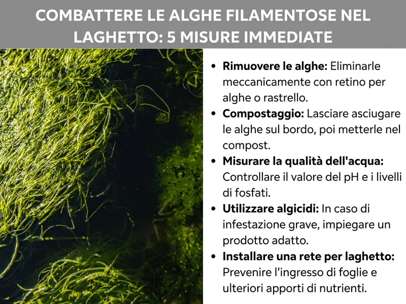 Infografica „Come eliminare le alghe filamentose dal laghetto: 5 interventi immediati“ con primo piano di alghe filamentose verdi nell'acqua e cinque punti: raccogliere le alghe, compostarle, misurare la qualità dell'acqua, usare un antialghe, applicare una rete per laghetto.