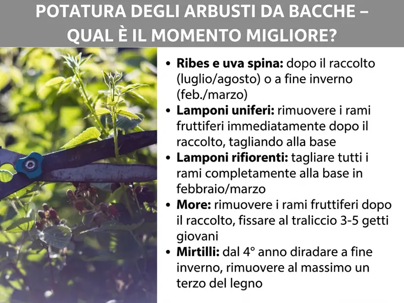 Infografica: titolo „Potatura dei frutti di bosco – Qual è il momento migliore?“ su sfondo grigio. A sinistra una foto di una mano con cesoia da giardino che pota un arbusto di frutti di bosco. A destra un elenco con i periodi di potatura per le diverse varietà: ribes e uva spina dopo il raccolto (luglio / agosto) o a fine inverno (febbraio / marzo); lamponi estivi: eliminare i tralci che hanno fruttificato subito dopo il raccolto, tagliandoli raso terra; lamponi autunnali: tagliare tutti i tralci raso terra a febbraio / marzo; more: eliminare i tralci che hanno fruttificato dopo il raccolto, legare 3–5 giovani germogli al tutore; mirtilli: dal quarto anno sfoltire a fine inverno, rimuovendo al massimo un terzo del legno.
