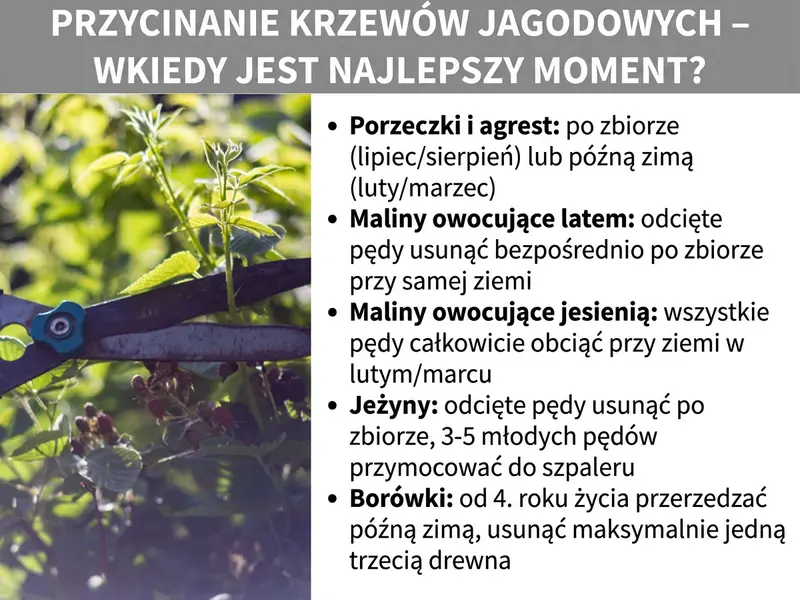 Infografika: Tytuł „Cięcie krzewów jagodowych – kiedy jest najlepszy moment?" na szarym tle. Po lewej zdjęcie dłoni z sekatorem podczas przycinania krzewu jagodowego. Po prawej zestawienie terminów cięcia dla poszczególnych gatunków: porzeczki i agrest – po zbiorach (lipiec/sierpień) lub późną zimą (luty/marzec); maliny letnie – ścięte pędy usuwaj tuż po zbiorach przy ziemi; maliny jesienne – wszystkie pędy przytnij przy ziemi w lutym/marcu; jeżyny – ścięte pędy usuń po zbiorach, 3–5 młodych pędów przymocuj do spaleru; borówki – od 4. roku prześwietlaj późną zimą, usuwając maks. jedną trzecią drewna.