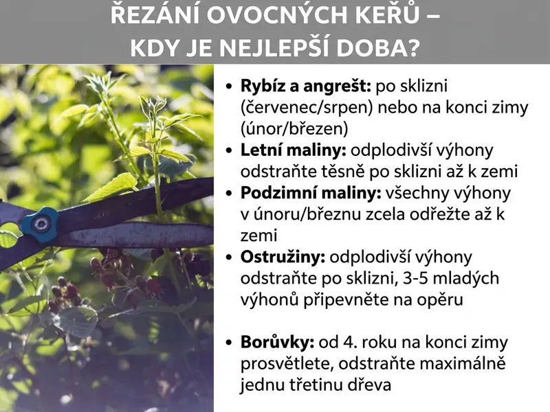 Infografika: Nadpis „Stříhání bobulových keřů – kdy je nejlepší čas?" na šedém pozadí. Vlevo fotografie ruky se zahradními nůžkami při stříhání bobulového keře. Vpravo seznam termínů řezu pro jednotlivé druhy: rybíz a angrešt po sklizni (červenec/srpen) nebo na konci zimy (únor/březen); letní maliny: plodonosné pruty ihned po sklizni odstranit u země; podzimní maliny: všechny pruty v únoru/březnu sestříhat u země; ostružiny: plodonosné pruty po sklizni odstranit, 3–5 mladých výhonů upevnit na oporu; borůvky: od 4. roku na konci zimy prosvětlit, odstranit max. třetinu dřeva.