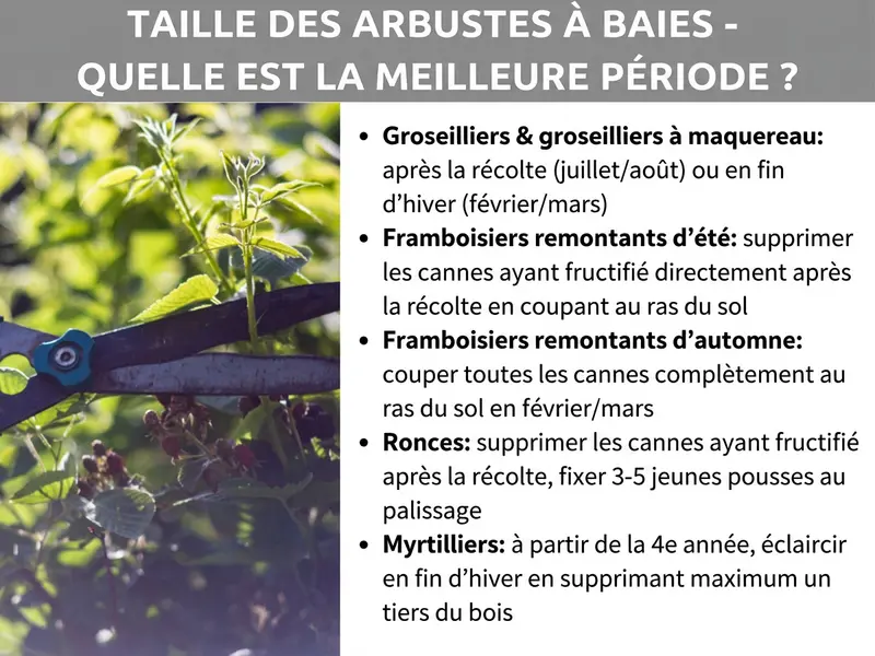 Infographie : titre « Taille des petits fruits – Quel est le meilleur moment ? » sur fond gris. À gauche, une photo d'une main tenant un sécateur en train de tailler un arbuste fruitier. À droite, une liste des périodes de taille pour différents petits fruits : groseilliers et groseilliers à maquereau après la récolte (juillet/août) ou en fin d'hiver (fév./mars) ; framboisiers remontants d'été : supprimer les tiges ayant fructifié juste après la récolte, à ras du sol ; framboisiers remontants d'automne : couper toutes les tiges à ras du sol en février/mars ; mûriers : retirer les tiges ayant fructifié après la récolte, attacher 3-5 jeunes pousses au palissage ; myrtilliers : à partir de la 4e année, éclaircir en fin d'hiver en retirant un tiers du bois au maximum.