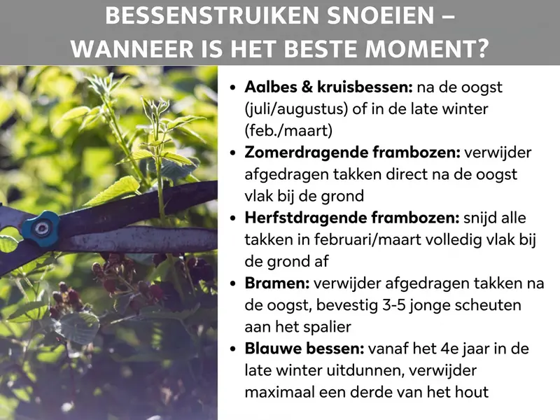 Infographic: Titel "Bessenstruiken snoeien – wanneer is het beste moment?" op een grijze achtergrond. Links een foto van een hand met snoeischaar die een bessenstruik snoeit. Rechts een opsomming met snoeitijdstippen voor verschillende bessensoorten: aalbessen & kruisbessen na de oogst (juli/augustus) of in de late winter (feb./mrt.); zomerdragende frambozen: afgedragen scheuten direct na de oogst vlak boven de grond verwijderen; herfstdragende frambozen: alle scheuten in februari/maart volledig vlak boven de grond afknippen; bramen: afgedragen scheuten na de oogst verwijderen, 3–5 jonge scheuten aan het spalier bevestigen; blauwe bessen: vanaf het 4e jaar in de late winter uitdunnen, maximaal een derde van het hout verwijderen.
