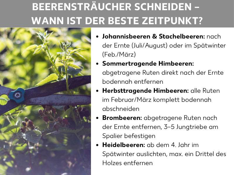 Infografik: Titel „Beerensträucher schneiden – Wann ist der beste Zeitpunkt?" auf grauem Hintergrund. Links ein Foto von einer Hand mit Gartenschere beim Schneiden eines Beerensträuchers. Rechts eine Aufzählung mit Schneidezeitpunkten für verschiedene Beerenarten: Johannisbeeren & Stachelbeeren nach der Ernte (Juli/August) oder im Spätwinter (Feb./März); Sommertragende Himbeeren: abgetragene Ruten direkt nach der Ernte bodennah entfernen; Herbsttragende Himbeeren: alle Ruten im Februar/März komplett bodennah abschneiden; Brombeeren: abgetragene Ruten nach der Ernte entfernen, 3–5 Jungtriebe am Spalier befestigen; Heidelbeeren: ab dem 4. Jahr im Spätwinter auslichten, max. ein Drittel des Holzes entfernen.