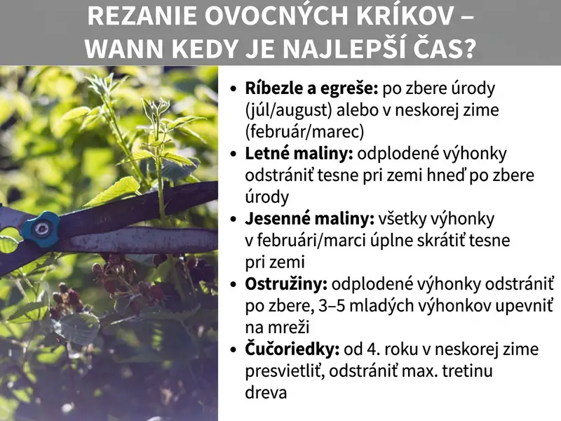 Infografika: Nadpis „Strihanie bobuľových kríkov – kedy je najlepší čas?" na sivom pozadí. Vľavo fotografia ruky so záhradnými nožnicami pri strihaní bobuľového kríka. Vpravo zoznam termínov strihania pre jednotlivé druhy: ríbezle a egreše po zbere (júl/august) alebo v neskorej zime (feb./mar.); letné maliny: vyrodené prúty ihneď po zbere odstrániť tesne pri zemi; jesenné maliny: všetky prúty vo februári/marci kompletne odrezať pri zemi; černice: vyrodené prúty po zbere odstrániť, 3 – 5 mladých výhonkov uviazať na opornú konštrukciu; čučoriedky: od štvrtého roku v neskorej zime presvetliť, odstrániť max. tretinu dreva.