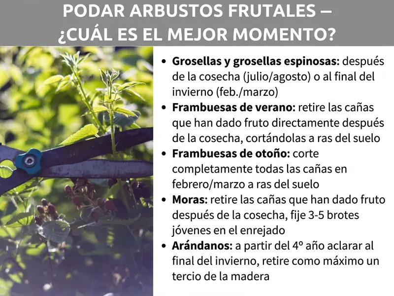 Infografía: Título «Podar frutos rojos: ¿cuándo es el mejor momento?» sobre fondo gris. A la izquierda, una foto de una mano con tijera de podar cortando un arbusto de frutos rojos. A la derecha, una lista con los momentos de poda para cada tipo de baya: grosellas rojas y grosellas espinosas, tras la cosecha (julio/agosto) o a finales del invierno (feb./mar.); frambuesas de verano: eliminar a ras de suelo las cañas que ya han dado fruto justo después de la cosecha; frambuesas de otoño: cortar todas las cañas a ras de suelo en febrero/marzo; moras: eliminar las cañas que ya han fructificado tras la cosecha, sujetar de 3 a 5 brotes jóvenes al espaldar; arándanos: a partir del cuarto año, aclarar a finales de invierno y retirar como máximo un tercio de la madera.