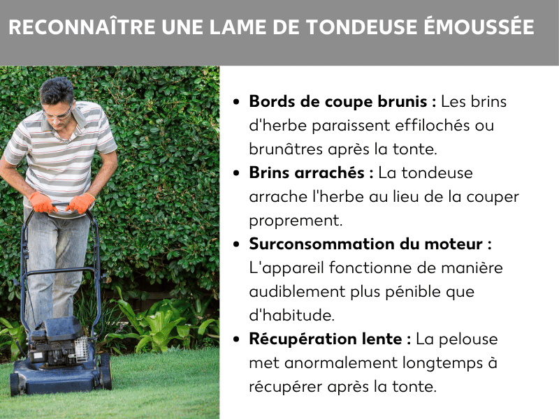 Infographie : reconnaître une lame de tondeuse émoussée. À gauche, photo d'une personne portant des lunettes de protection et des gants orange, poussant une tondeuse thermique noire sur une pelouse bien entretenue devant une haie verte. À droite, une liste de quatre points : 1. Bords de coupe bruns : les brins d'herbe paraissent effilochés ou brunâtres après la tonte. 2. Brins arrachés : la tondeuse arrache l'herbe au lieu de la couper proprement. 3. Plus de puissance moteur : l'appareil peine davantage que d'habitude. 4. Récupération lente : la pelouse met anormalement longtemps à se rétablir après la tonte.