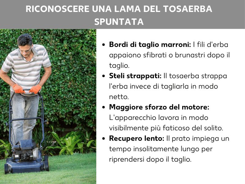 Infografica: come riconoscere una lama del rasaerba usurata. A sinistra, la foto di una persona con occhiali protettivi e guanti arancioni che spinge un rasaerba a scoppio nero su un prato curato, davanti a una siepe verde. A destra, un elenco con quattro punti: 1. Bordi marroni: i fili d'erba appaiono sfrangiati o marroncini dopo il taglio. 2. Fili strappati: il rasaerba strappa l'erba invece di tagliarla in modo netto. 3. Maggiore potenza richiesta: l'apparecchio lavora in modo visibilmente più faticoso del solito. 4. Ripresa lenta: il prato impiega un tempo insolitamente lungo per riprendersi dopo il taglio.