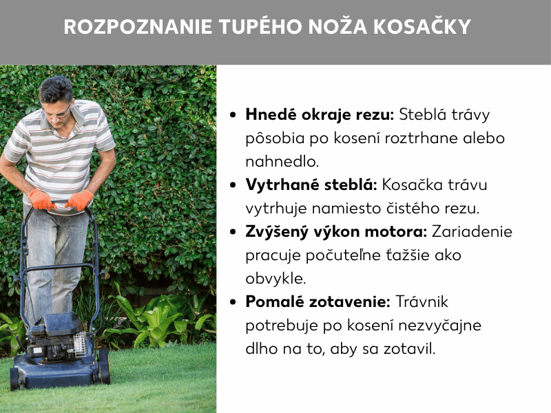 Infografika: Ako spoznať tupý nôž kosačky. Vľavo fotografia muža s ochrannými okuliarmi a oranžovými rukavicami, ktorý tlačí čiernu benzínovú kosačku po upravenom trávniku pred zeleným živým plotom. Vpravo zoznam so štyrmi bodmi: 1. Hnedé okraje rezu: Steblá trávy pôsobia po kosení rozstrapkane alebo hnedo. 2. Vytrhávané steblá: Kosačka trávu trhá namiesto čistého rezu. 3. Vyšší výkon motora: Zariadenie pracuje počuteľne ťažšie ako zvyčajne. 4. Pomalé zotavenie: Trávnik sa po kosení nezvyčajne dlho zotavuje.