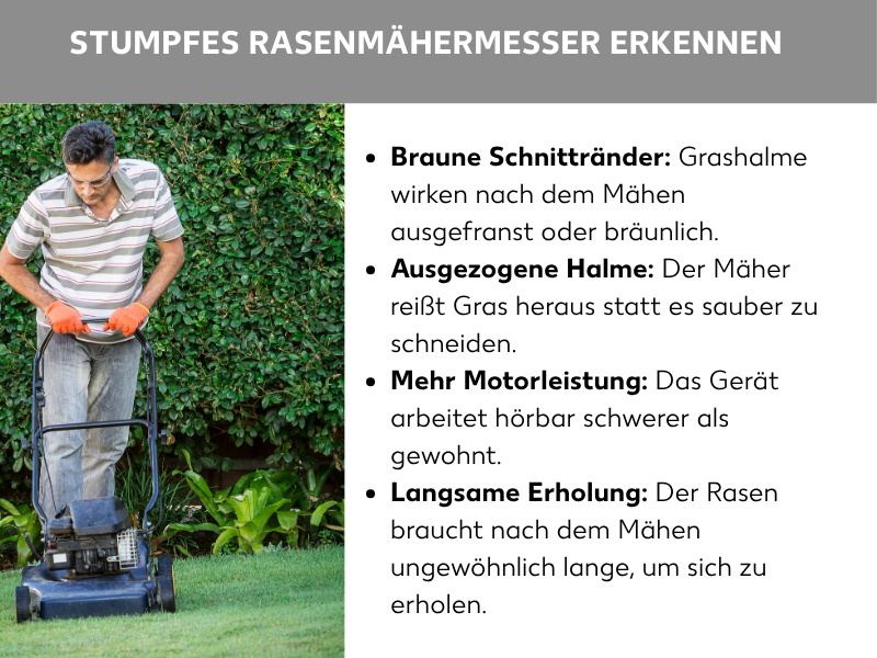 Infografik: Stumpfes Rasenmähermesser erkennen. Links ein Foto eines Mannes mit Schutzbrille und orangefarbenen Handschuhen, der einen schwarzen Benzinrasenmäher über einen gepflegten Rasen vor einer grünen Hecke schiebt. Rechts eine Liste mit vier Punkten: 1. Braune Schnittränder: Grashalme wirken nach dem Mähen ausgefranst oder bräunlich. 2. Ausgezogene Halme: Der Mäher reißt Gras heraus statt es sauber zu schneiden. 3. Mehr Motorleistung: Das Gerät arbeitet hörbar schwerer als gewohnt. 4. Langsame Erholung: Der Rasen braucht nach dem Mähen ungewöhnlich lange, um sich zu erholen.