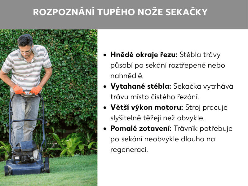 Infografika: Jak poznat tupý nůž sekačky. Vlevo fotografie muže s ochrannými brýlemi a oranžovými rukavicemi, který tlačí černou benzinovou sekačku po upraveném trávníku před zeleným živým plotem. Vpravo seznam čtyř bodů: 1. Hnědé okraje střihu: Stébla trávy po sekání působí roztřepeně nebo hnědě. 2. Vytržená stébla: Sekačka trávu vytrhává místo čistého střihu. 3. Vyšší výkon motoru: Sekačka pracuje slyšitelně hůře než obvykle. 4. Pomalé zotavení: Trávník se po sekání zotavuje neobvykle dlouho.