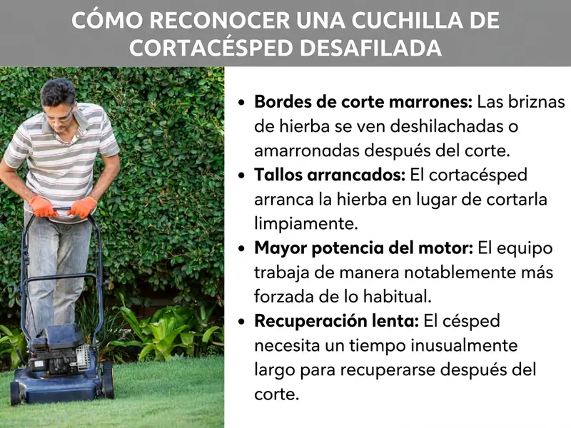 Infografía: cómo reconocer una cuchilla del cortacésped sin filo. A la izquierda, la foto de un hombre con gafas protectoras y guantes naranjas que empuja un cortacésped de gasolina negro sobre un césped cuidado frente a un seto verde. A la derecha, una lista con cuatro puntos: 1. Bordes de corte marrones: las briznas de hierba aparecen deshilachadas o parduscas después de segar. 2. Briznas arrancadas: el cortacésped arranca la hierba en lugar de cortarla limpiamente. 3. Mayor esfuerzo del motor: el aparato trabaja de forma notablemente más pesada de lo habitual. 4. Recuperación lenta: el césped necesita un tiempo inusualmente largo para recuperarse tras la siega.