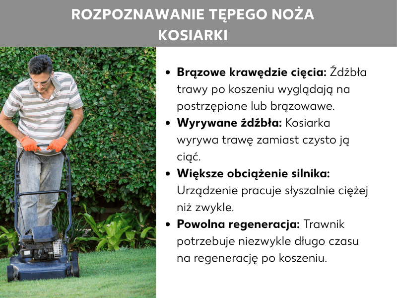 Infografika: Jak rozpoznać tępy nóż kosiarki. Po lewej zdjęcie mężczyzny w okularach ochronnych i pomarańczowych rękawicach, który prowadzi czarną kosiarkę spalinową po zadbanym trawniku przed zielonym żywopłotem. Po prawej lista z czterema punktami: 1. Brązowe krawędzie cięcia: źdźbła po koszeniu wyglądają na postrzępione lub brązowieją. 2. Wyrywane źdźbła: kosiarka wyrywa trawę zamiast ją równo ścinać. 3. Większe obciążenie silnika: urządzenie pracuje słyszalnie ciężej niż zwykle. 4. Wolna regeneracja: trawnik potrzebuje po koszeniu wyjątkowo dużo czasu, żeby się zregenerować.