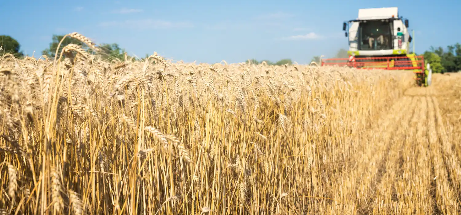 Урожай XXI век