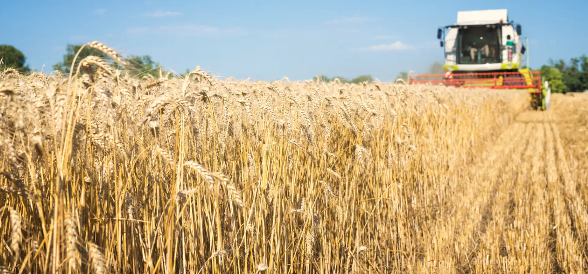 Урожай XXI век