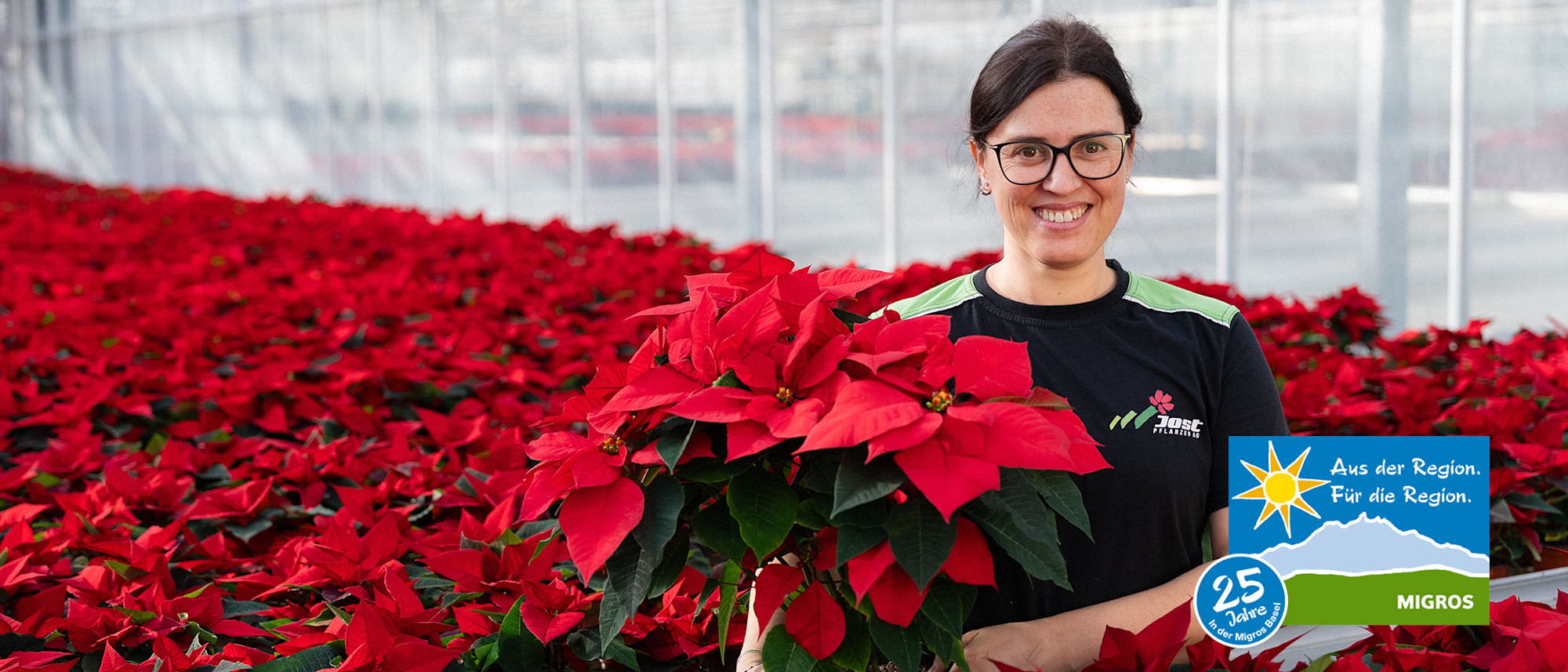 Weihnachtssterne aus Wiedlisbach | Migros Basel  Migros