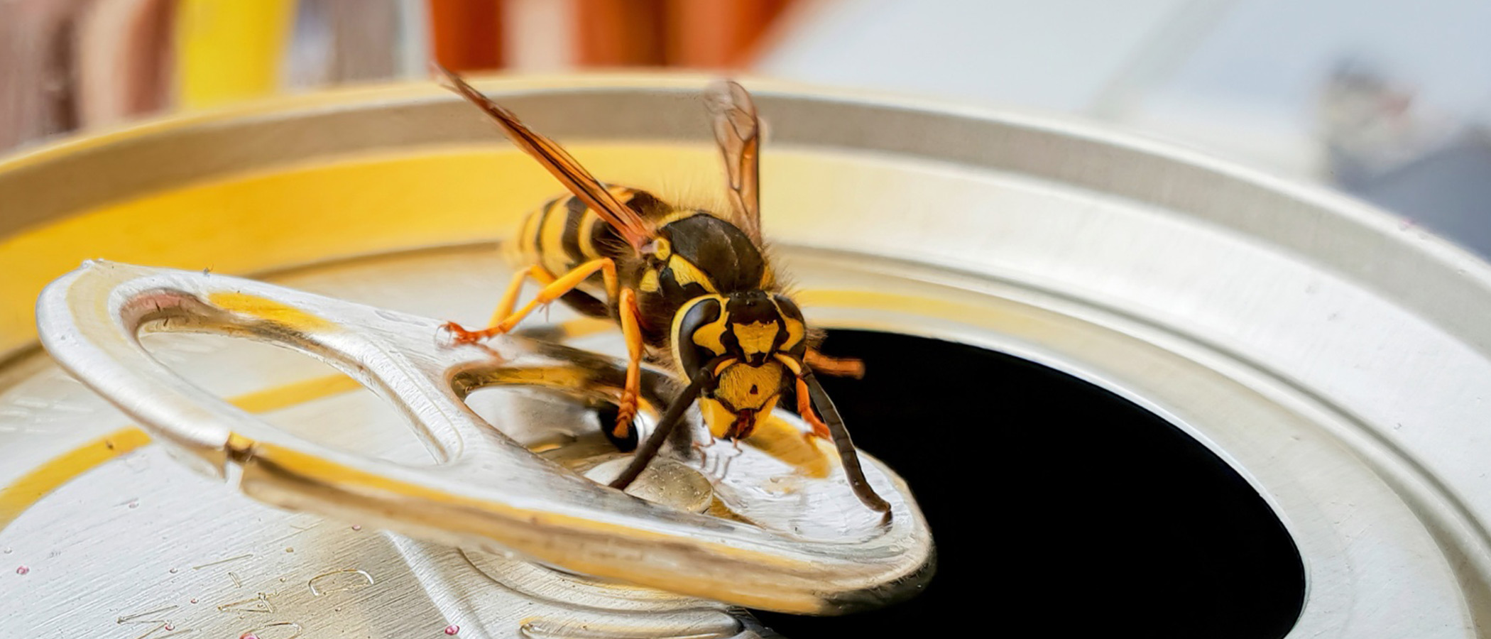 Dealing with wasps Migros