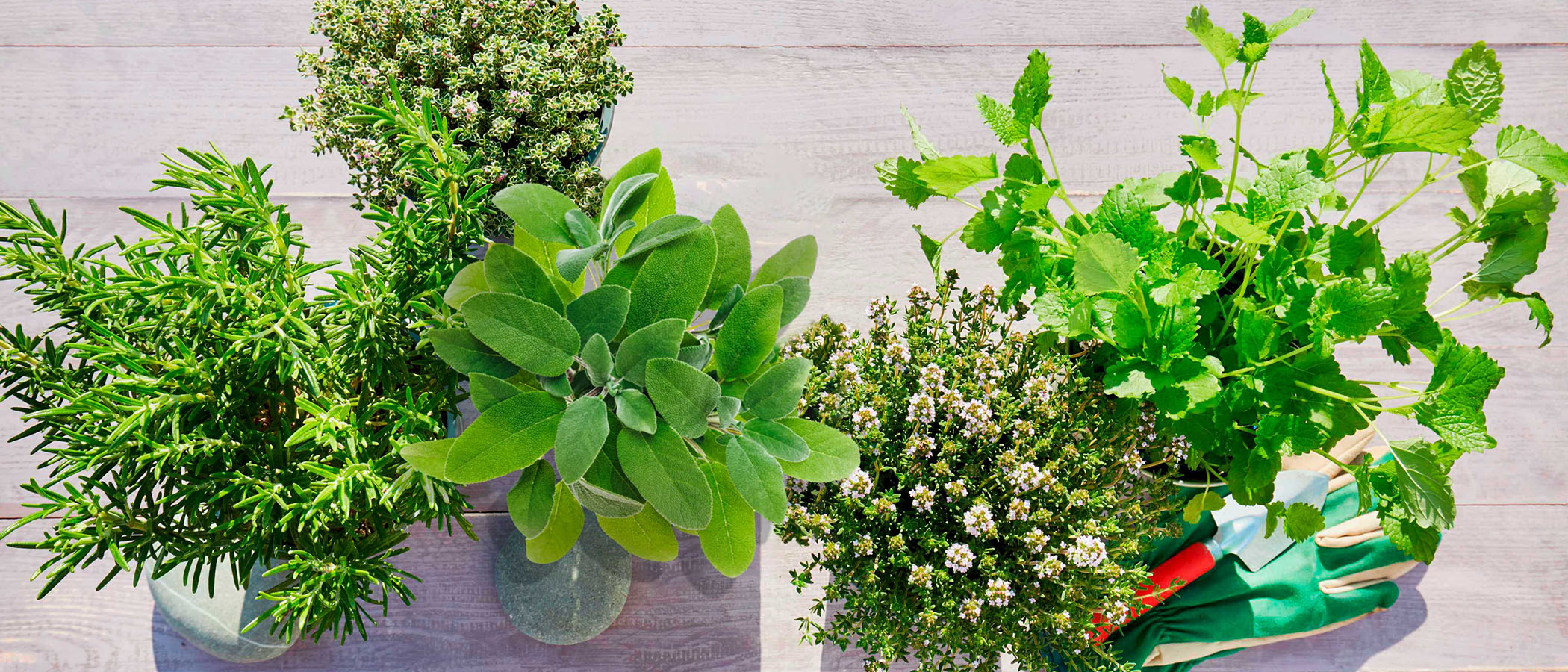 Saines et savoureuses: 7 herbes aromatiques  cuisiner  Migros