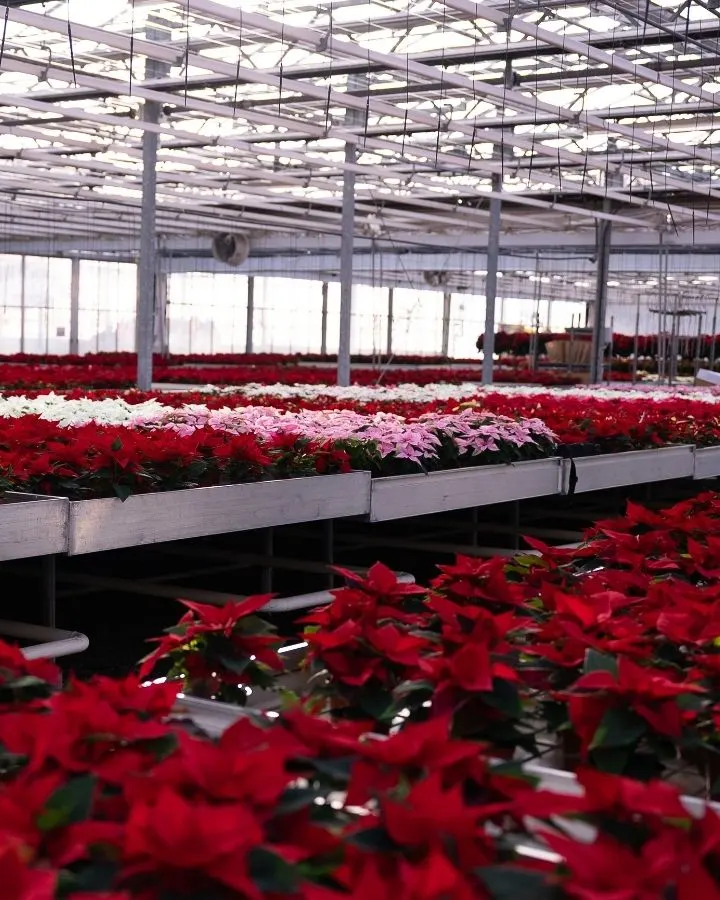 Weihnachtssterne aus Wiedlisbach | Migros Basel  Migros