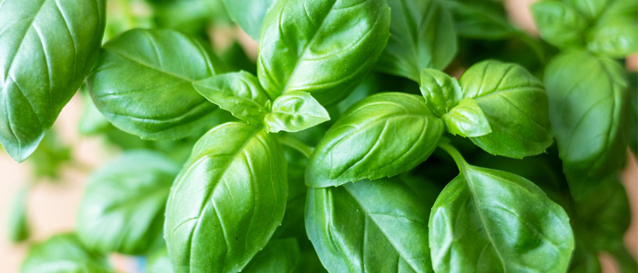 Five basil mistakes and how to avoid them • Migros