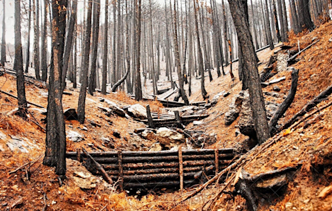 Δασική περιοχή που επλήγη από πυρκαγιά, με μαυρισμένους κορμούς δέντρων, καμένα συντρίμμια και δομή φράγματος κορμών για τον έλεγχο της διάβρωσης.