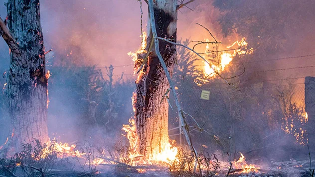 Dramatische Bilder aus Ostdeutschland: In Brandenburg und Sachsen sind Waldbrände außer Kontrolle geraten.