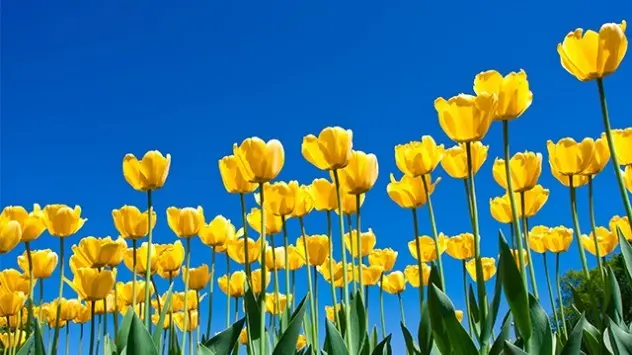gule tulipaner
