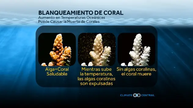 El aumento en las temperaturas blanquean los corales. 