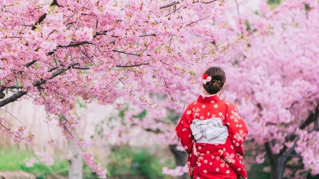 La flor del cerezo es muy importante para la cultura japonesa. 