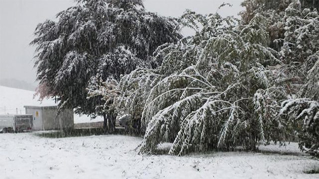 Tief beugen sich die Äste dieses Obstbaumes in Feldkirchen (Landkreis Rosenheim) unter der Last des nassen Schnees. 