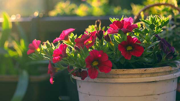 De petunia is een warmteminnende balkonplant, maar staat graag beschut tegen de wind. 