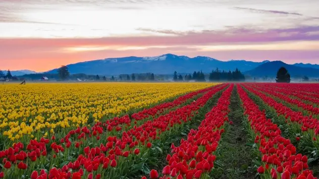 Colourful tulips in the large fields of Skagit Valley