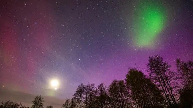 skov mes farverig norslys og stjerner på himlen