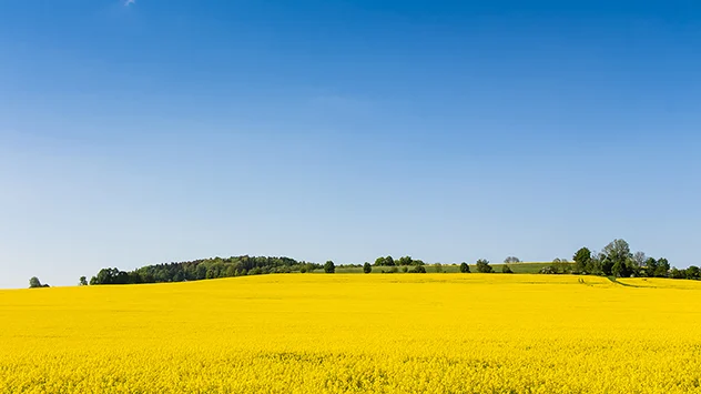 Rapsfeld im Norden