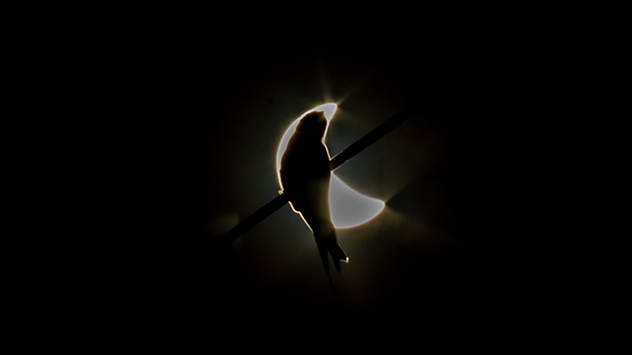 Die Silhouette eines Vogels ist während der hybriden Sonnenfinsternis im Osten der Insel Java zu sehen.
