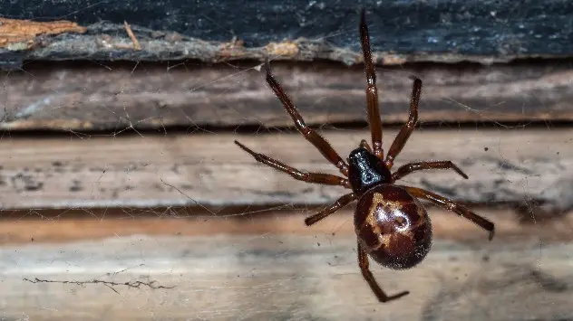 False widow spider on web