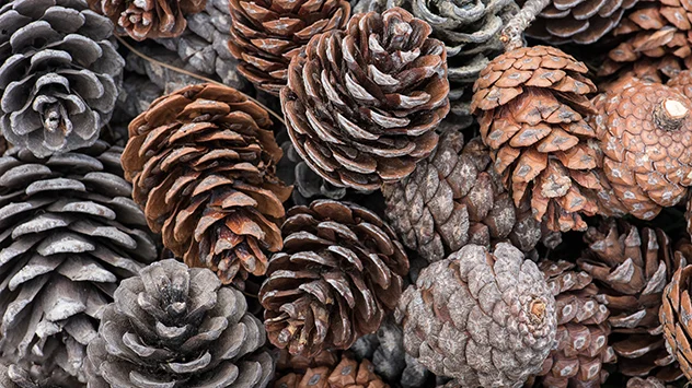 Did you know Pine cones can help predict the weather – Weather News