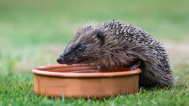 Da er nicht wie ein Vogel zur nächsten Wasserstelle fliegen kann, ist für den Igel ein Angebot wie eine aufgestellte Wasserschale sehr wichtig.