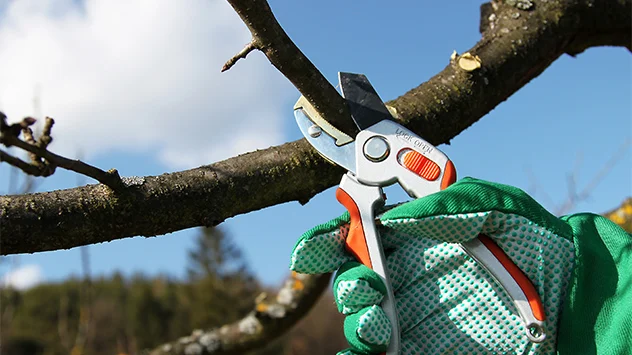 Ein Ast von einem Baum wird abgeschnitten